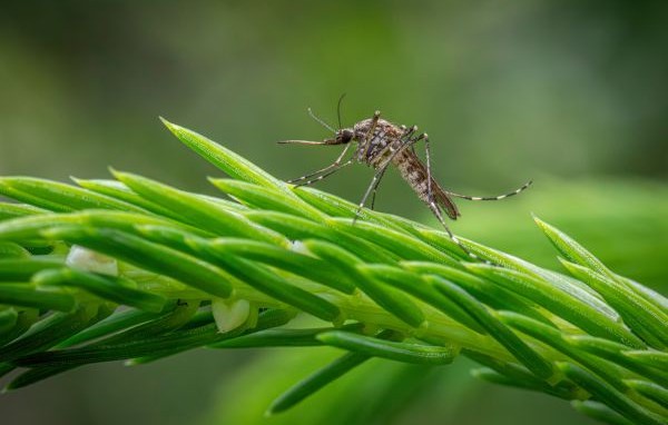 Un mosquit sobre una fulla