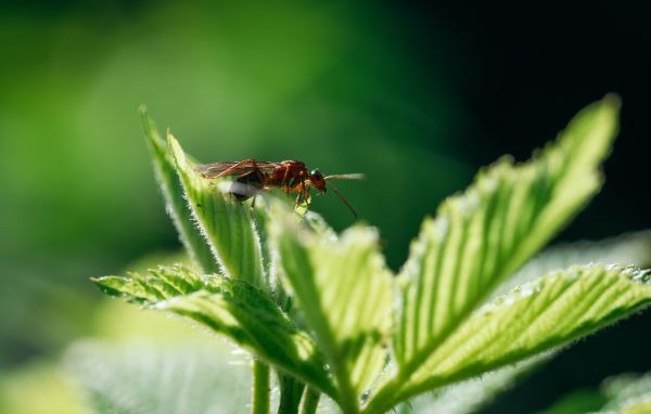 Una vespa sobre les fulles d'una planta